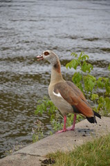 Young duck walking at river Main