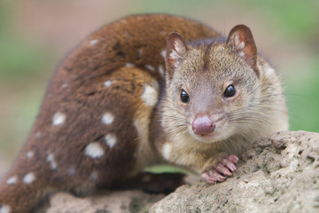Close Up of a Cute Spotted Quoll