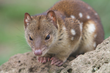 Spotted or Tiger Quoll