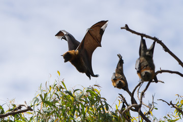 Fruit Bat Landing in the Trees