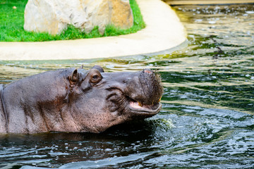 Fototapeta premium Hippo opening jaws. Head closeup.
