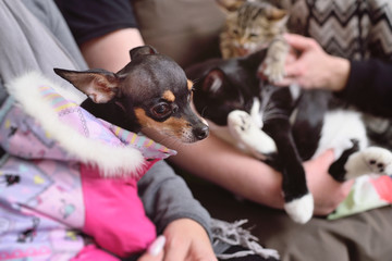 People with their pets are waiting for a medical examination at the veterinary clinic. Animal Health