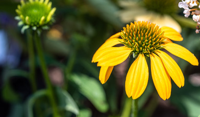 Perennial 