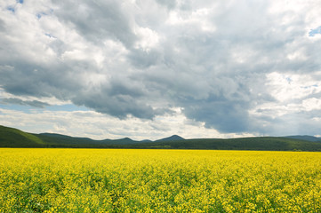 Obraz premium Hulunbuir grasslands of inner Mongolia.