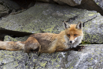 The Fox in the free Nature of the High Tatras