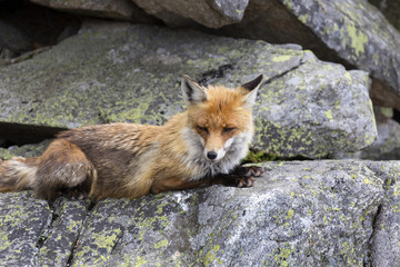 The Fox in the free Nature of the High Tatras