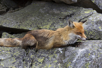 The Fox in the free Nature of the High Tatras