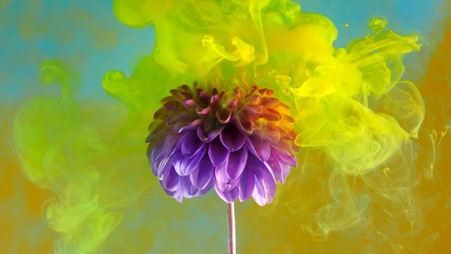 Amazing spreading of paint on a beautiful flower