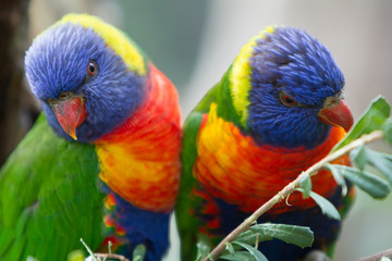 Pair of Brightly Colored Rainbow Lorikeets