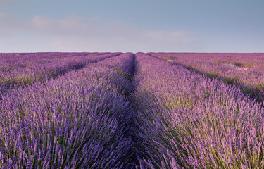 Fototapeta na wymiar Lavender rows in a field