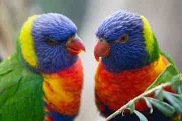 Pair of Brightly Colored Rainbow Lorikeets