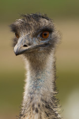 Emu Head Close Up