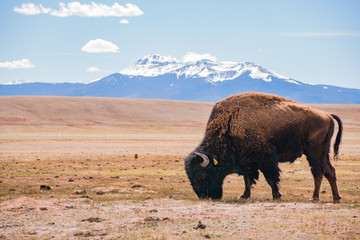 Fototapeta premium Single Bison eating grass on the field, with snowy mountain as background