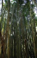 tall bamboo forest in waning light