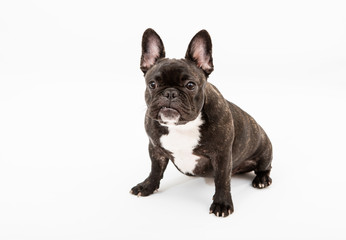 French bulldog isolated