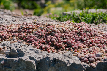 The beautiful Denver Botanic Gardens