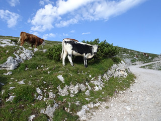 Fototapeta premium Rinder auf der Alm
