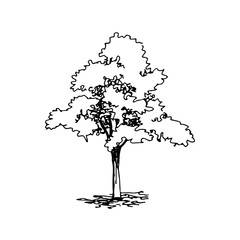 Hand drawn architect tree, vector sketch, architectural illustration