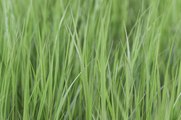 Fototapeta na wymiar background of green grass