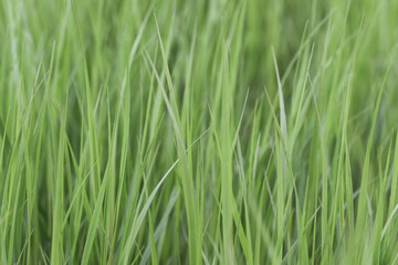 background of green grass