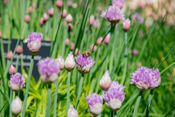 Close up shot of calamintha nepeta blossom
