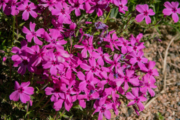 Pink Thymus leucotrichus blossom