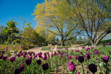 Tulips blossom in the Denver Botanic Gardens