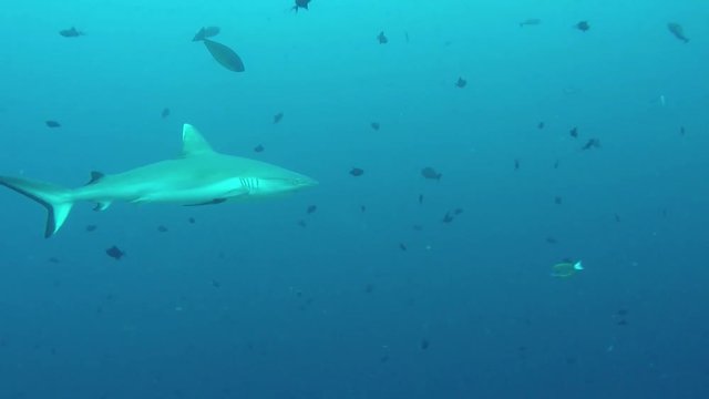 Grey reef shark roaming a channel in a reef between two islands in the Meeru atoll in the Maldives
