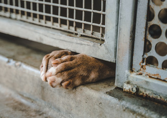 Dog's paws sticking through shelter kennel