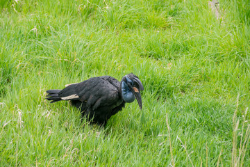 Close up shot of Abyssinian Ground Hornbill