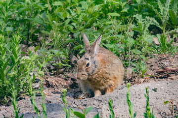 Wild rabbit on the ground