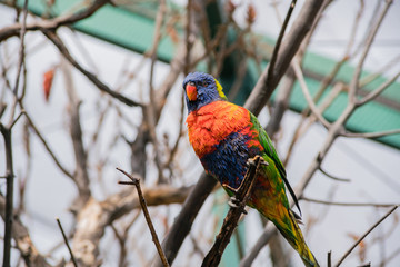 Close up shot of a colorful parrot