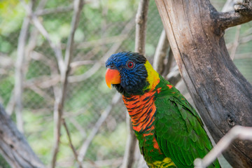 Close up shot of a colorful parrot