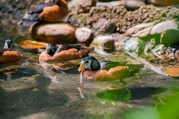 Close up shot of a cute Africian Pygmy Goose