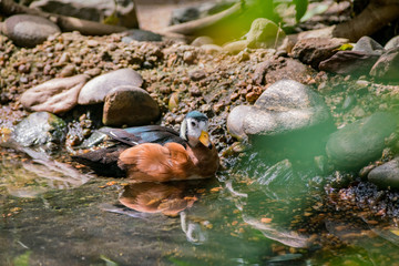 Close up shot of a cute Africian Pygmy Goose
