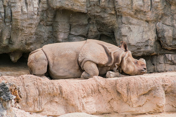 Fototapeta premium Bliska strzał z cute Rhinos