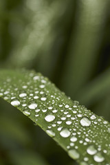 Dew drops after a summer rain, Bowness, Lake District National Park, Cumbria, England, UK