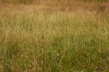 A field of grass in summer, Lake District National Park, Grange, Cumbria, England.