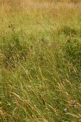 A field of grass in summer, Lake District National Park, Grange, Cumbria, England.