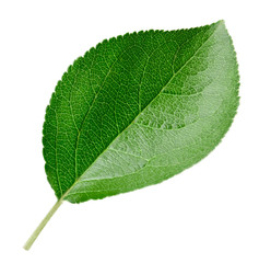 Green apple leaf isolated