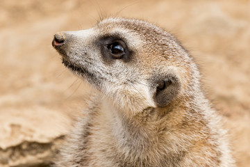 Meerkat - Suricata suricatta