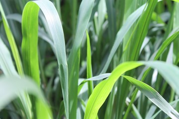 grass leaf for feed animal.
