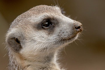 Meerkat - Suricata suricatta