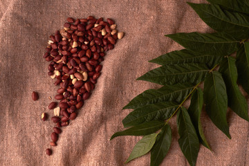 walnut peanut scattered in the form of a continent north america on sackcloth background. Space for...