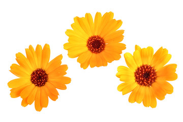 Calendula. Marigold flower isolated on white background - obrazy, fototapety, plakaty