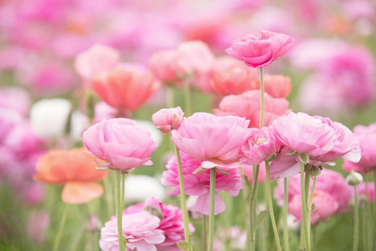 Photograph of a field of ranunculus in shades of pink
