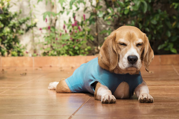 Dog with after-surgery cloth in garden