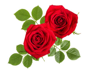 beautiful red rose isolated on white background