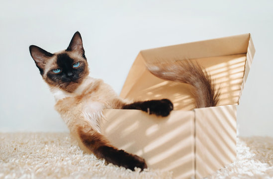 Poker Face. Apathetic and sassy muzzle. Siamese cat in a cardboard box. Cat's habits.
