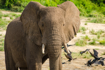 Fototapeta na wymiar Elephant standing along the shore of Lake George in Queen Elizabeth National Park, Uganda